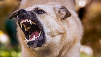 50 тысяч рублей за укус бездомной собаки выплатит муниципальная служба на Камчатке