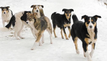 В столице Камчатки стая чипированых собак напала на первоклассника