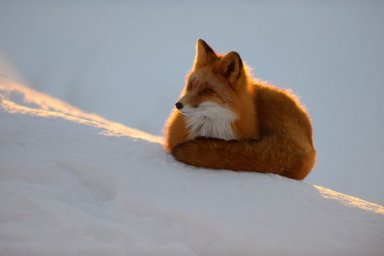 Одним из самых интересных объектов для наблюдения в разные времена года остаются лисы на Камчатке 4