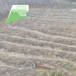 Лесовосстановление на площади 42 гектара осуществили в Мильковском лесничестве на Камчатке 0