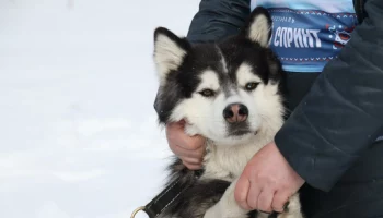 Интеллектуальная викторина, посвящённая традициям ездового спорта, проходит на Камчатке