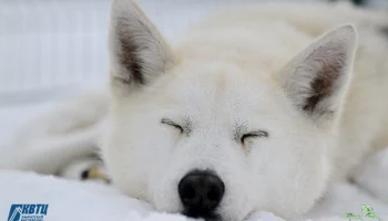 Как собаки помогли человеку освоить суровые просторы Камчатского края