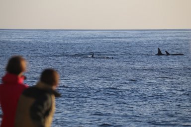 Учёные Кроноцкого заповедника призывают не пугать морских млекопитающих Камчатки 2