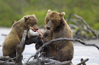 Грант Президентского фонда природы на сохранение нерки получил Кроноцкий заповедник на Камчатке 2