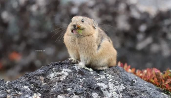 Зверек, чьи предки бродили по земле 15 миллионов лет назад, обитает на Камчатке