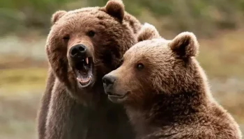 Жителей Камчатки предупредили о возможном выходе медведей в населенные пункты