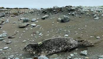 Пятнистые ларги мигрируют между Беринговым и Охотским морями, выяснили ученые на Камчатке