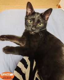 Острый дефицит свободных мест образовался в кошачьем приюте на Камчатке 8