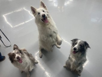 Спасатели и их собаки встретились с учащимися детского образовательного центра Петропавловска-Камчатского 0