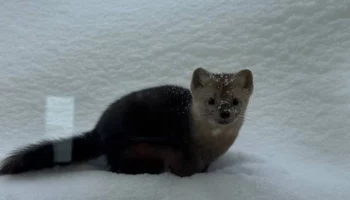 Соболь: биологический эндемик и историческая ценность Камчатского края