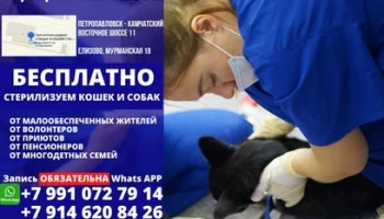 Акция по бесплатной стерилизации домашних животных пройдет на Камчатке