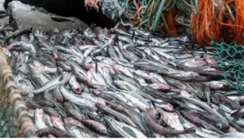 «Перебрал» с минтаем на 400 тысяч особей и попал под статью капитан судна на Камчатке «Перебрал» с минтаем на 400 тысяч особей и попал под статью капитан судна на Камчатке