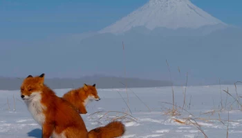 Февраль — месяц лисьих свадеб на Камчатке