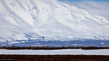 Северные олени выдвинулись к океану в Камчатском крае 2