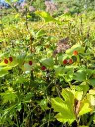 «Арбузная ягода» растет в окрестностях Ичинского вулкана на Камчатке 1