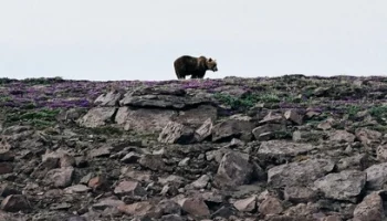 Медведя, ходившего в дачном СОТе на Камчатке, ликвидировали охотоведы