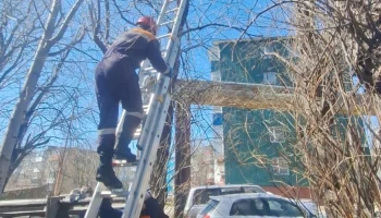 Камчатские спасатели сняли кошку, два дня просидевшей на дереве