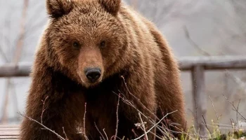 Пёс выжил после столкновения с медведем в Петропавловске-Камчатском