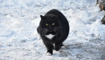 Плановая работа по регулированию численности безнадзорных животных продолжается в Елизовском районе Камчатки