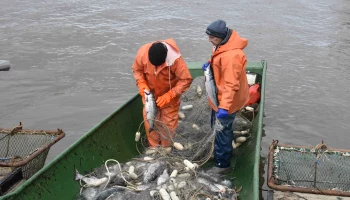 За два дня лососевой путины рыбаки из Усть-Камчатска выловили более 6 тонн рыбы