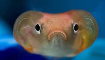 На 150 000 рублей оштрафовали рыболовецкий колхоз имени Ленина на Камчатке