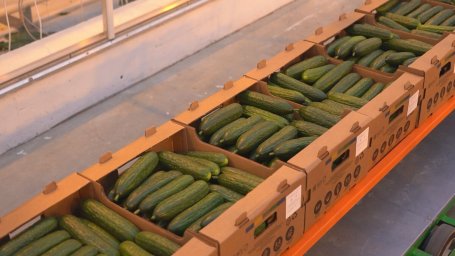 Тепличные огурцы стали доступнее на Камчатке 0