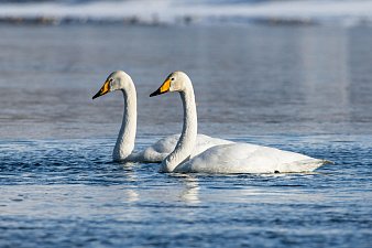 День водно-болотных угодий отметили 2 февраля на Камчатке 3