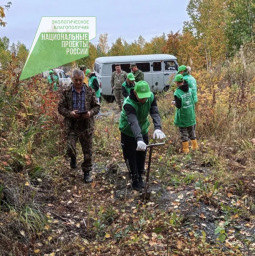 В 2025 году 3 247 человек приняли участие в посадках деревьев на Камчатке 0