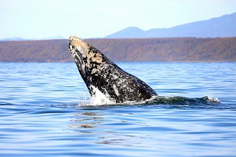 В редчайшей охотоморской популяции древнейших усатых китов насчитали полторы сотни особей на Камчатке 4