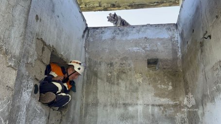 Камчатские собаки-спасатели тренировались искать людей под завалами 2