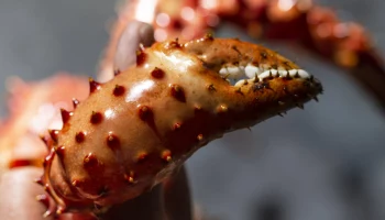 130 особей камчатского краба незаконно поймал и сам попался житель Камчатского края