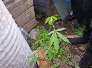 На Камчатке житель Мильково выращивал а теплице коноплю 1