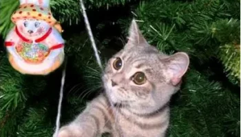 Открытие праздничной елочки переносится в Петропавловске-Камчатском