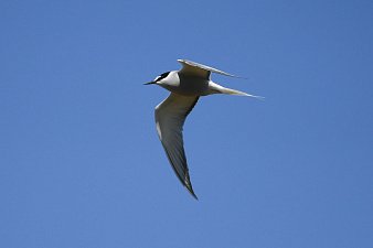 День водно-болотных угодий отметили 2 февраля на Камчатке 0