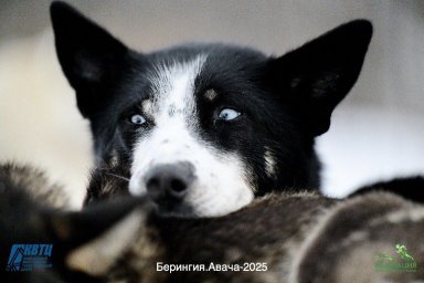 Как собаки помогли человеку освоить суровые просторы Камчатского края 2