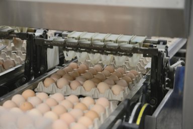 Птицефабрика «Пионерское» наращивает производственные мощности на Камчатке 2