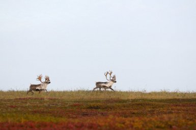 Брачный сезон подходит к концу у диких северных оленей Камчатки 3