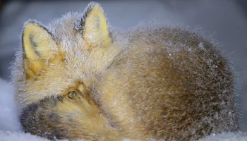 День сворачивания в клубочек отмечается сегодня в Камчатском крае День сворачивания в клубочек отмечается сегодня в Камчатском крае