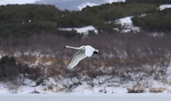 Лебеди отдыхают во время миграции на заповедных водоёмах Камчатки Лебеди отдыхают во время миграции на заповедных водоёмах Камчатки