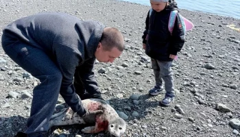 На помощь попавшим в беду животным пришли жители Камчатки На помощь попавшим в беду животным пришли жители Камчатки