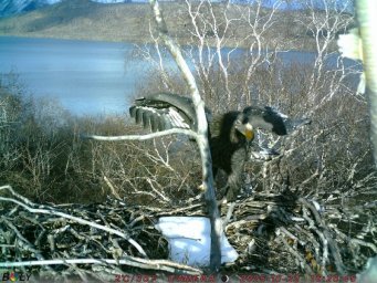 Фотоловушки раскрыли тайны гнездовой жизни белоплечих орланов на озере Начикинском в Камчатском крае 7