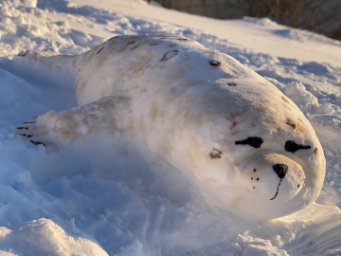 Снежные скульптуры краснокнижных животных украсили дворы на Камчатке 2