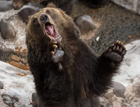 Пробуждаются после зимней спячки медведи на Камчатке