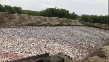 Предварительно установлены компании, которые устроили несанкционированные свалки рыбы на Камчатке