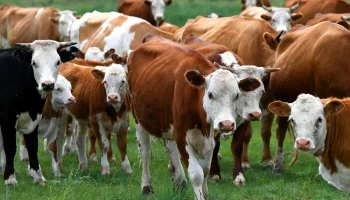 На Камчатке выращивают коров для производства мраморной говядины