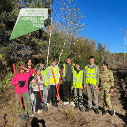 В 2025 году 3 247 человек приняли участие в посадках деревьев на Камчатке 2