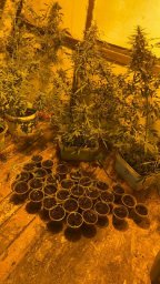 Крупная партия наркотиков изъята в дачном доме при обыске на Камчатке 4