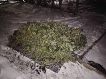 Мужчина занимался выращиванием незаконных кустов на территории своего частного дома на Камчатке 2
