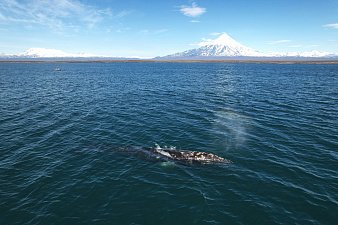 Масштабный проект по изучению серых китов запускается на Камчатке 3