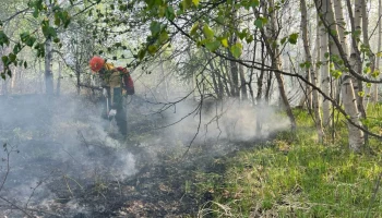 Успешно ликвидирован лесной пожар в Мильковском лесничестве на Камчатке